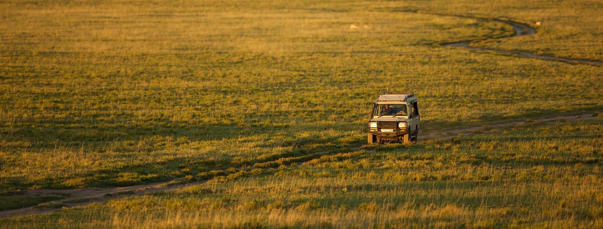 amboseli-lions