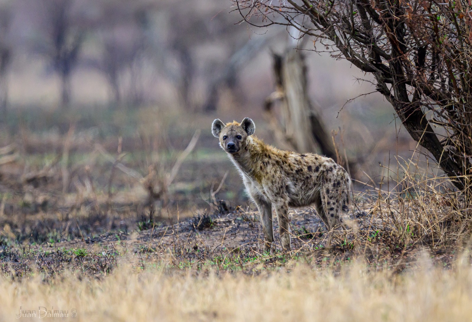 amboseli-lions