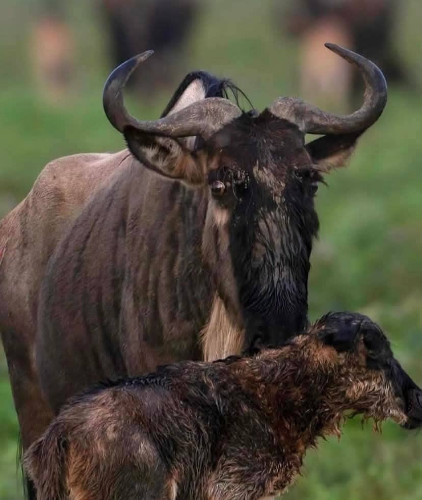 Great Migration Safari