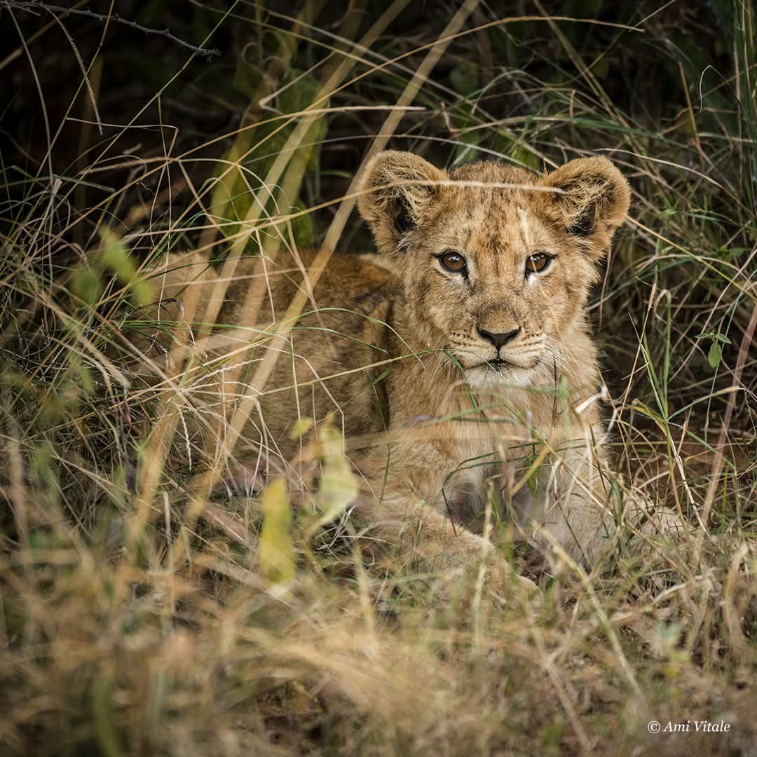 SAFARI AFRICA