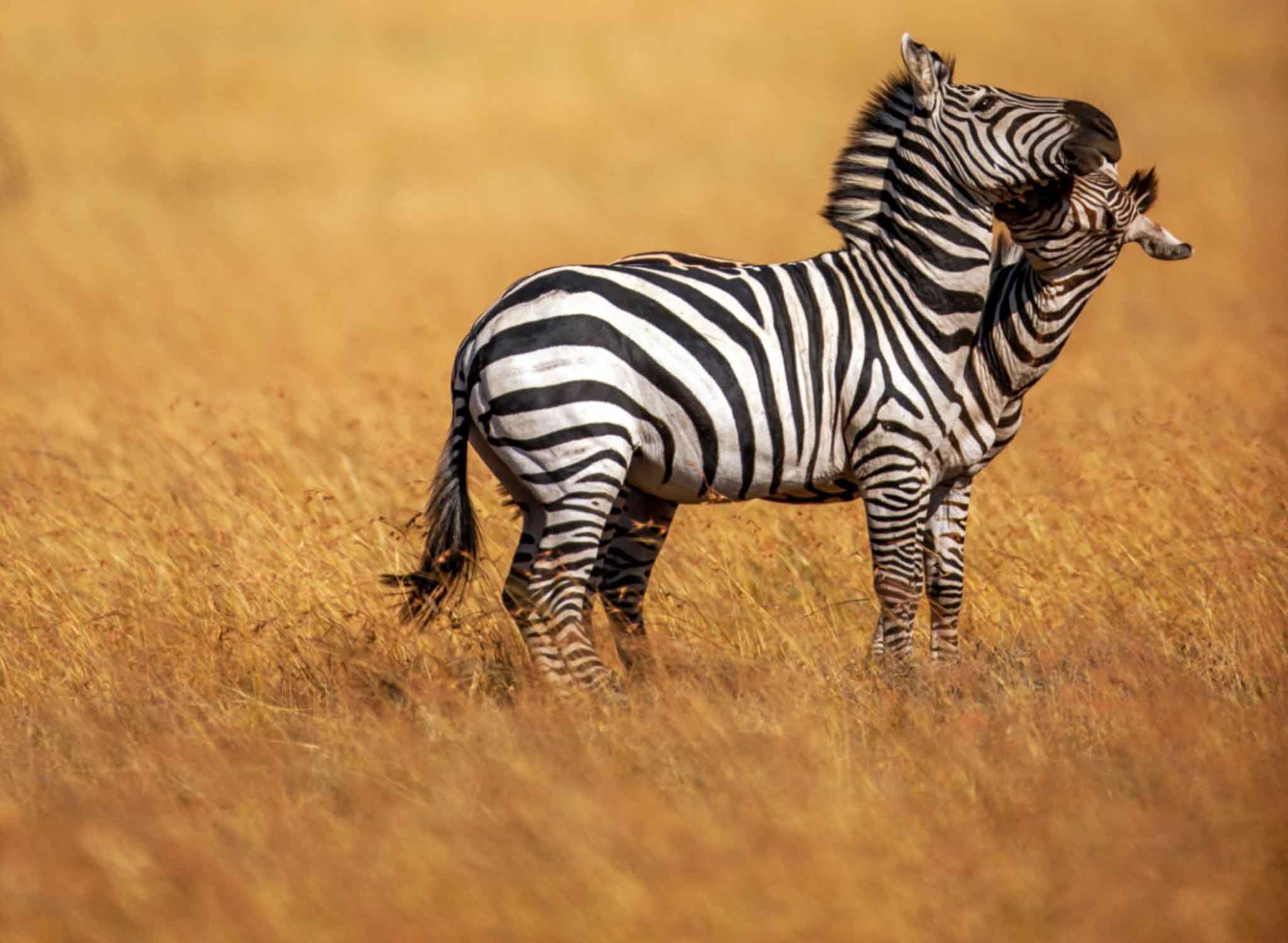 amboseli-lions