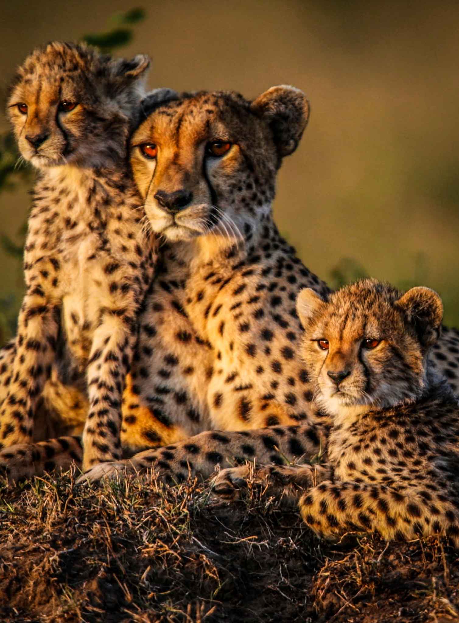 Photographic Safari