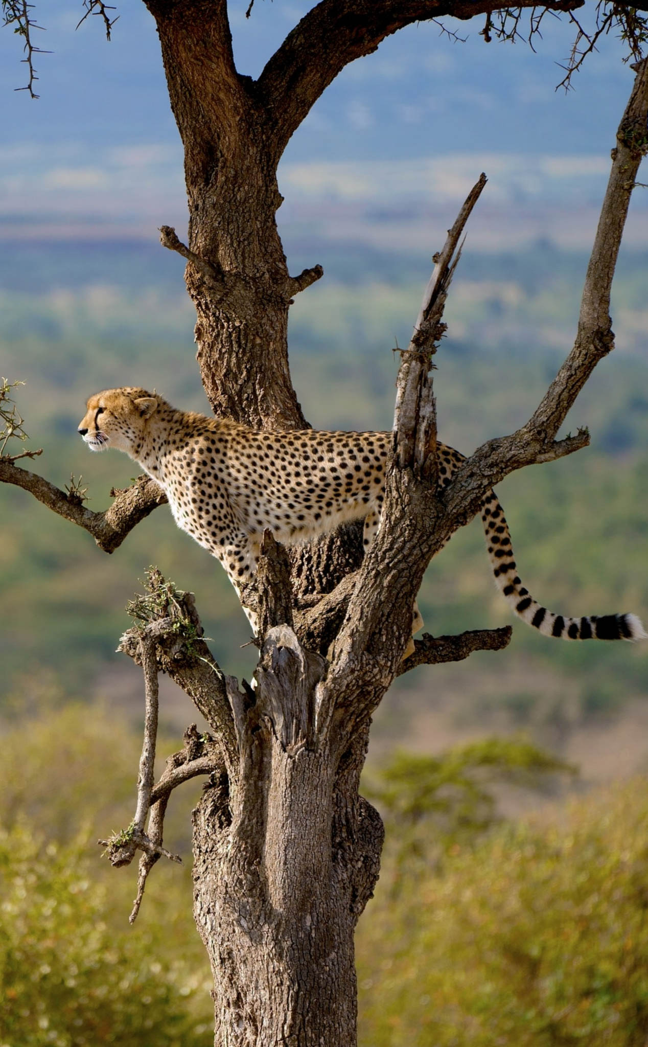 Solo Safari