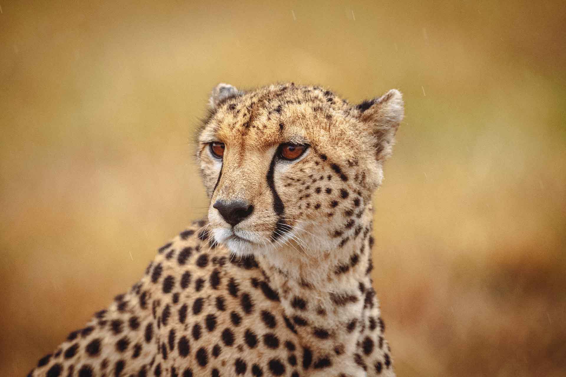 amboseli-lions