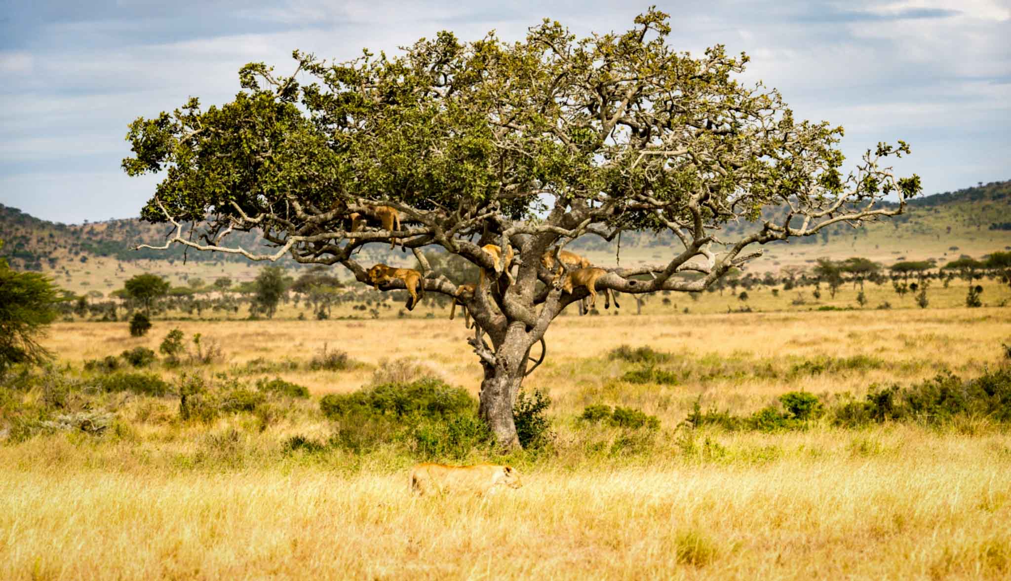 amboseli-lions