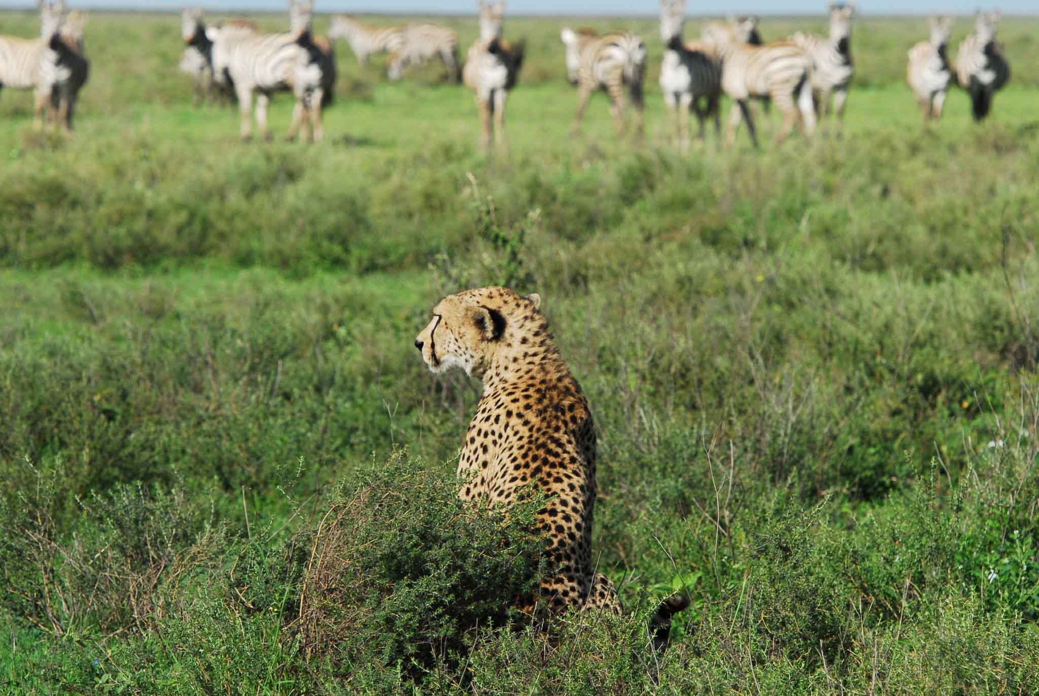SAFARI AFRICA
