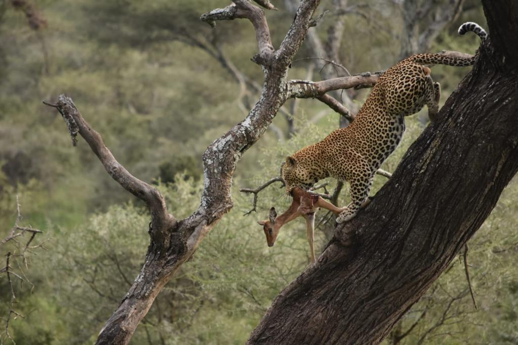 SAFARI AFRICA